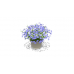 Potted Plant, Lobelia